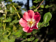 423956620 Dog rose